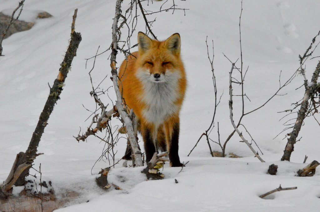 image of a red fox in winter in Algonquin Provincial Park, in Ontario, Canada.