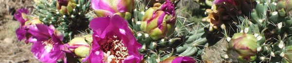 photograph of Cactaceae cactus at Mesa Verde National Park in Colorado, U.S.A.
