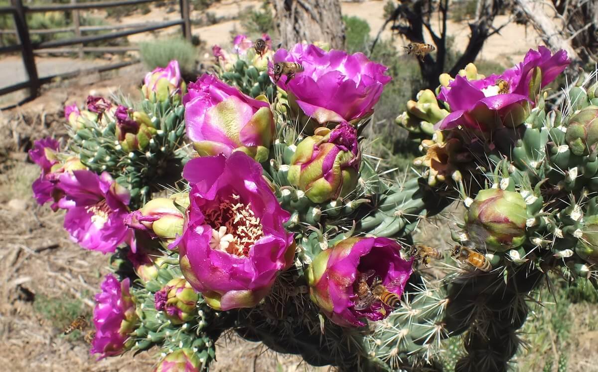 photograph of Cactaceae cactus at Mesa Verde National Park in Colorado, U.S.A.