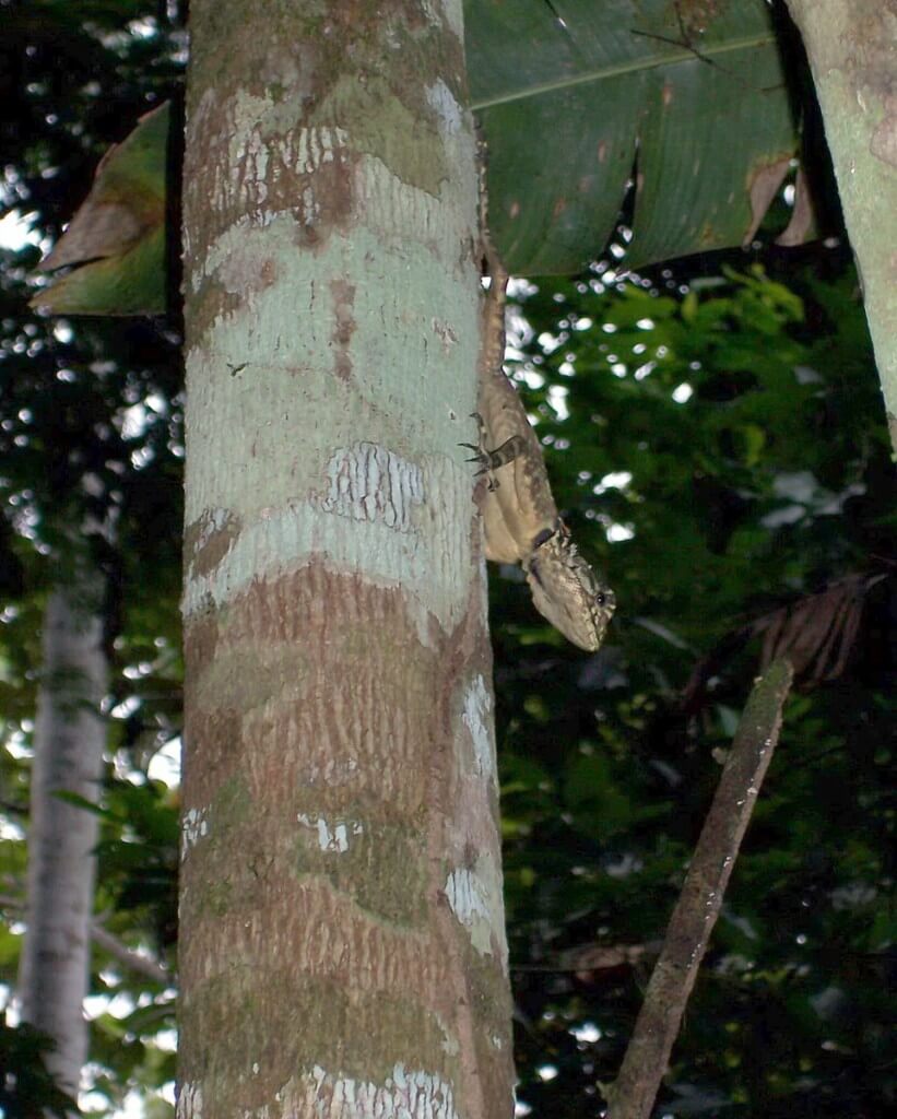 Anole lizard at Sandoval Lake Lodge, Lake Sandoval, Amazon Delta, Peru sandoval lake lodge, amazon basin, peru