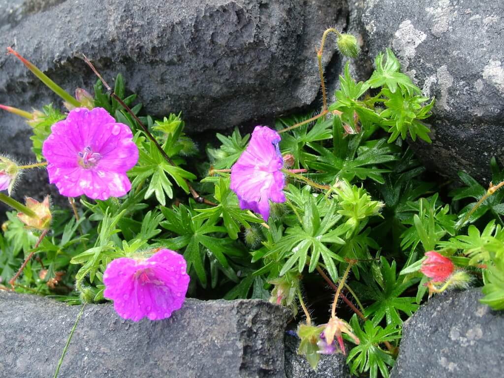 An image of Bloody Cranesbill Geranium growing on Inishmore Island in Ireland. Photography by Frame To Frame - Bob and Jean.