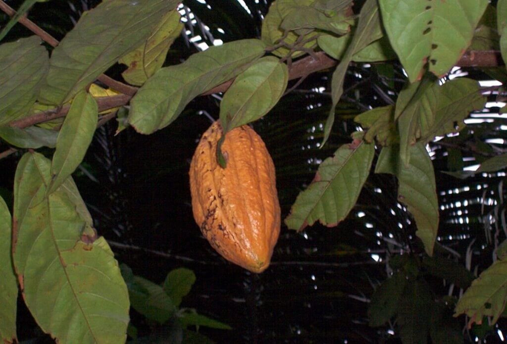 A yellow chocolate pod hanging on tree at Sandoval Lake Lodge, Lake Sandoval, Amazon Delta, Peru
