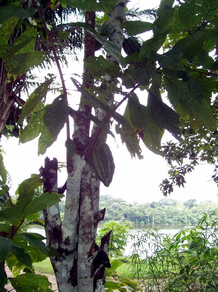 Chocolate pods hanging on a tree at Sandoval Lake Lodge, Lake Sandoval, Amazon Delta, Peru
