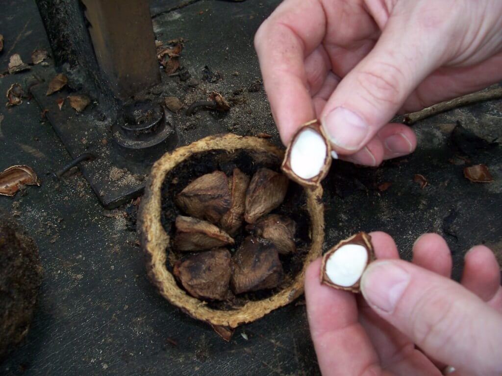 A cracked brazil nut at Sandoval Lake Lodge, Lake Sandoval, Amazon Delta, Peru