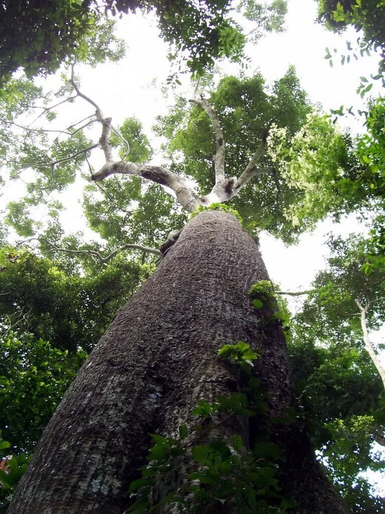 Giant rainforest tree at Sandoval Lake Lodge, Lake Sandoval, Amazon Delta, Peru