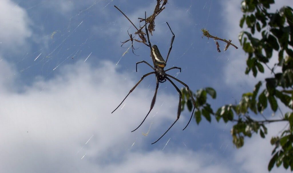 Golden orb spider at Sandoval Lake Lodge, Lake Sandoval, Amazon Basin, Peru