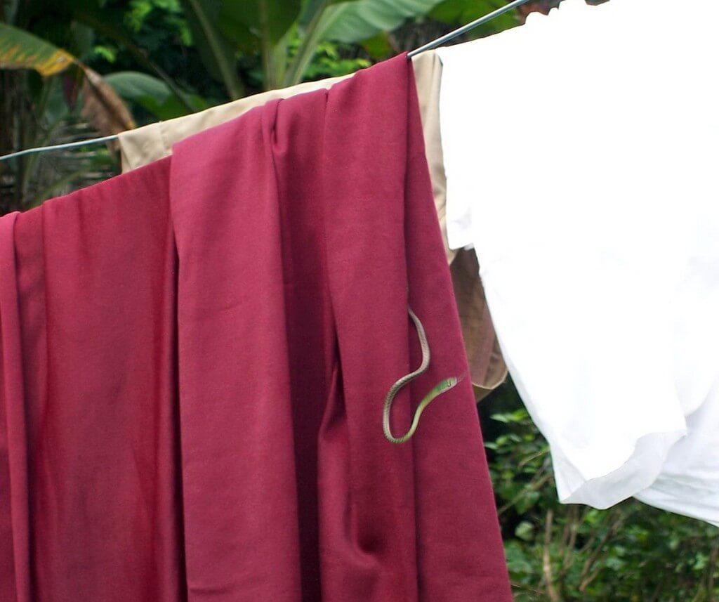 Green-headed tree snake on a clothes line at Sandoval Lake Lodge, Lake Sandoval, Amazon Basin, Peru
