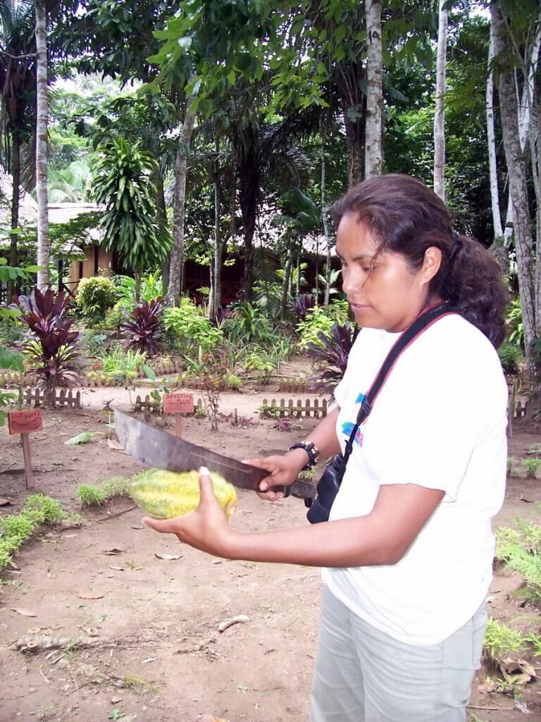 Nature guide cuts open a chocolate pod at Sandoval Lake Lodge, Lake Sandoval, Amazon Delta, Peru