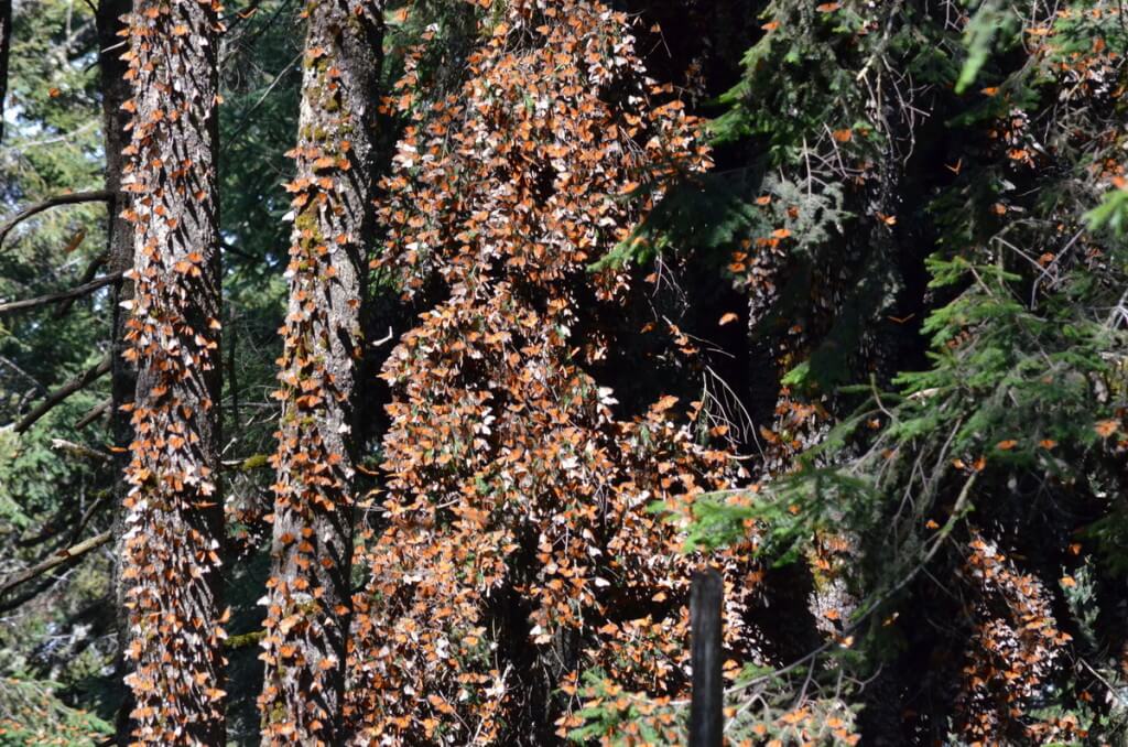 photograph of thousands of monarch butterflies in flutter on trees at Sierra Chincua Butterfly Sanctuary in Mexico