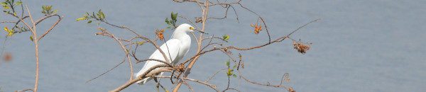 photograph of a Snowy Egret on a tree at Lake Cuitzeo in Michoacán State, Mexico.