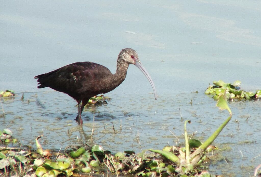 white-faced ibis, lago de cuitzeo, mexico, 15
