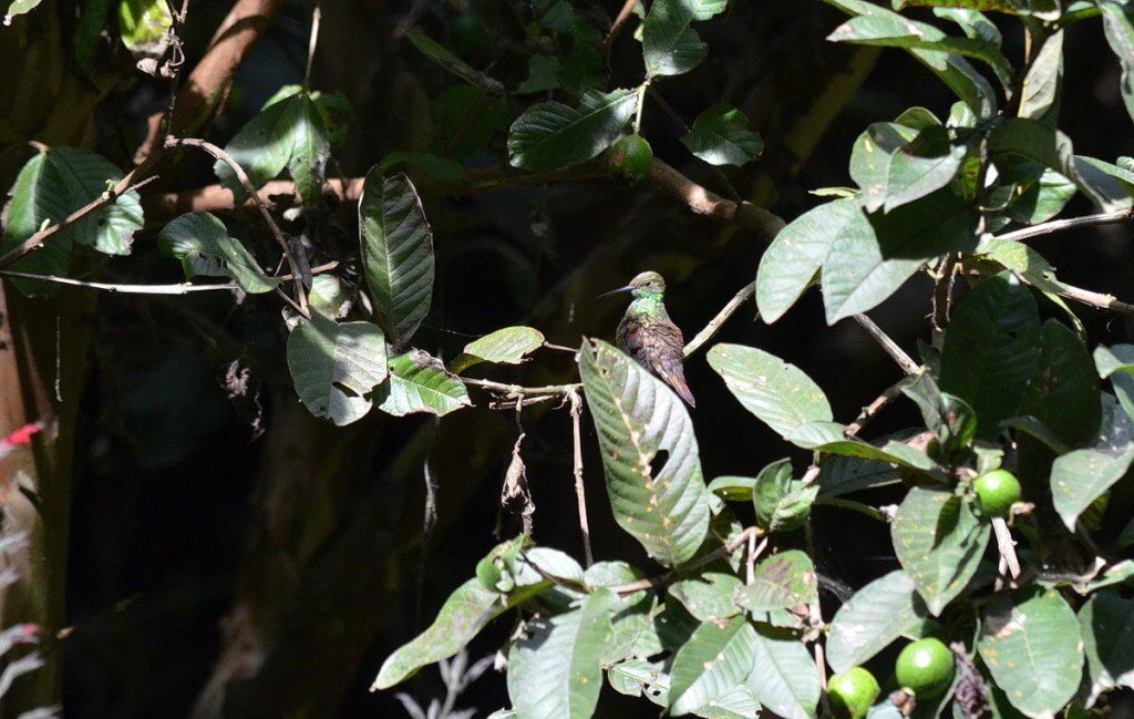 Berylline Hummingbird at hotel rancho san cayetano, zitacuaro, mexico, 2