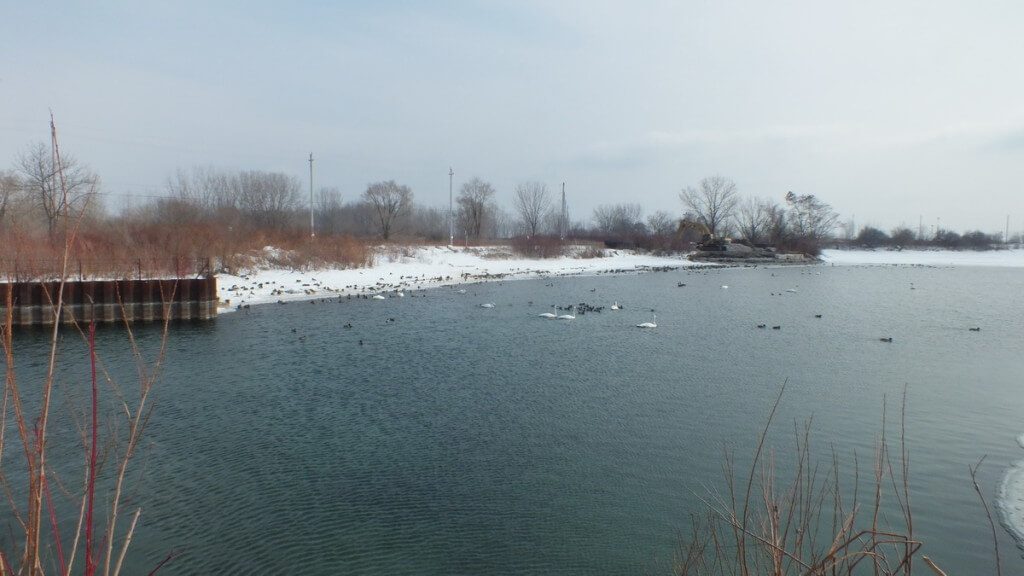 birds at unwin bridge, toronto, ontario