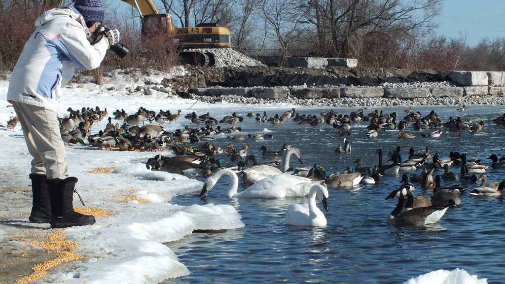 jean photographs tundra swan, unwin bridge, toronto, 4