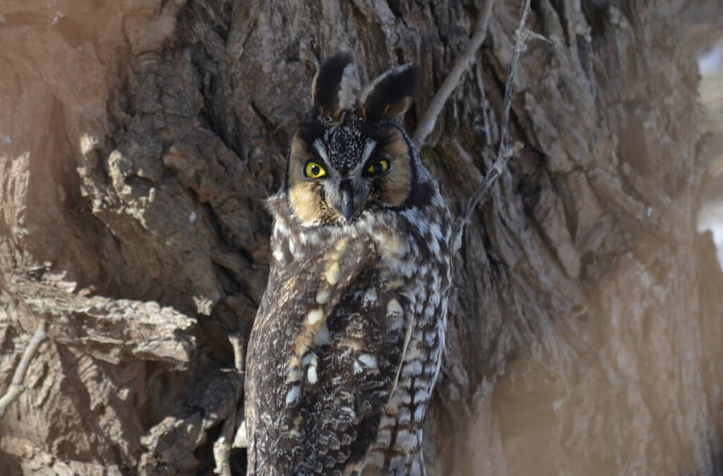 long-eared owl, tommy thompson park, toronto 11