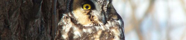 photograph of a long-eared owl at Tommy Thompson Park in Toronto, Ontario.