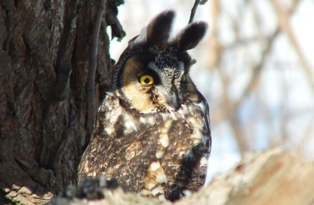 photograph of a long-eared owl at Tommy Thompson Park in Toronto, Ontario.
