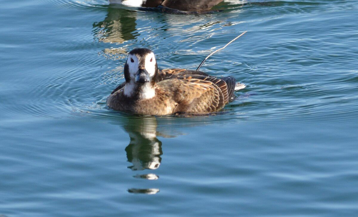 long-tailed duck, female, tommy thompson park, toronto pic 5