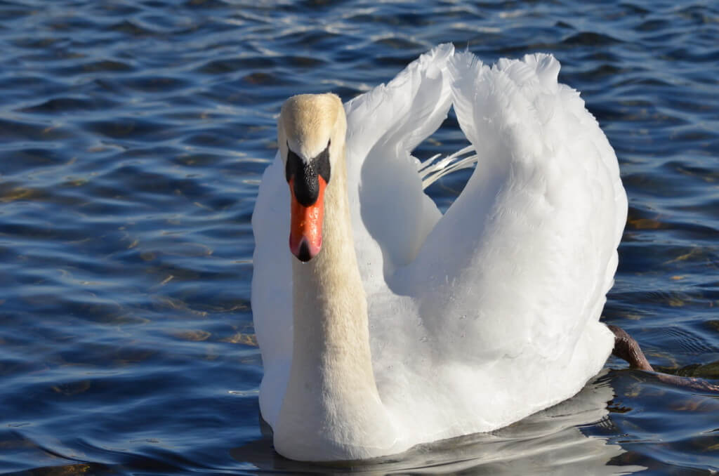 mute swan, unwin bridge, toronto,