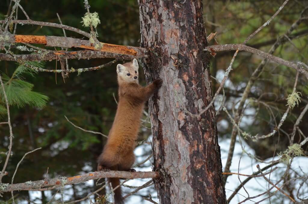 photograph of a Pine Marten in a tree in Algonquin Provincial Park in Ontario, Canada.