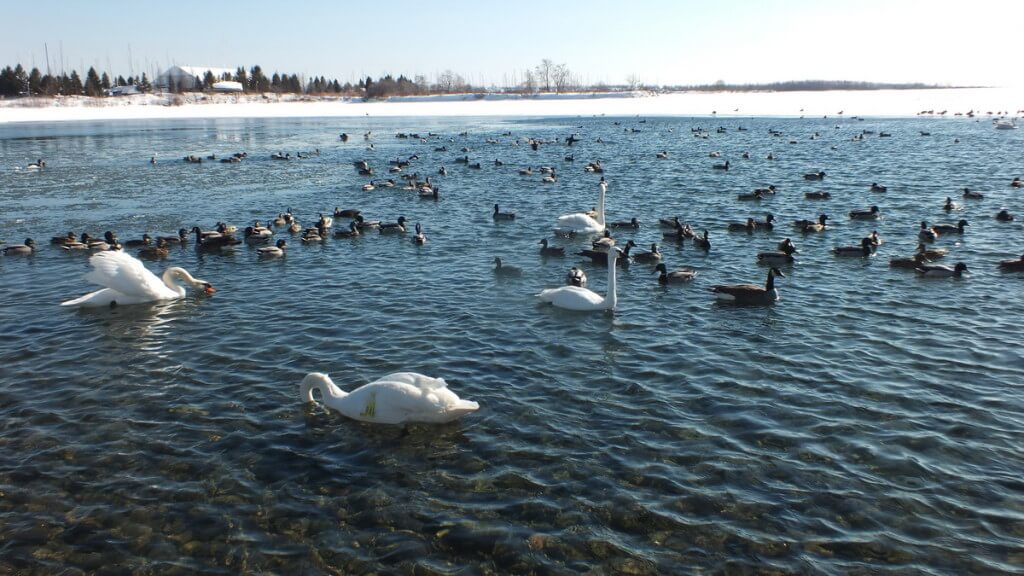 swans at unwin bridge, toronto, ontario