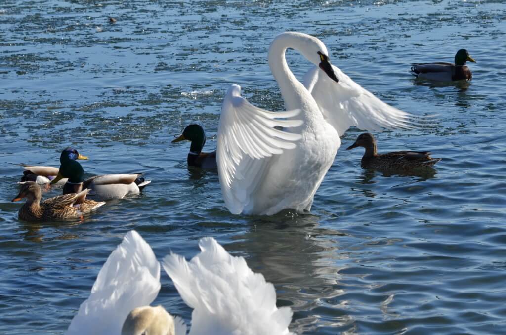 tundra swan, unwin bridge, toronto, 11