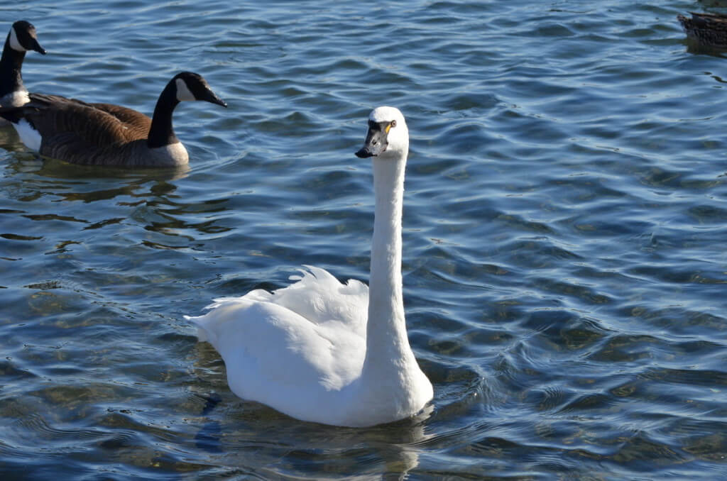tundra swan, unwin bridge, toronto, 13