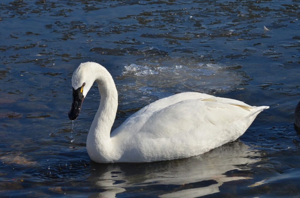 tundra swan, unwin bridge, toronto, 2