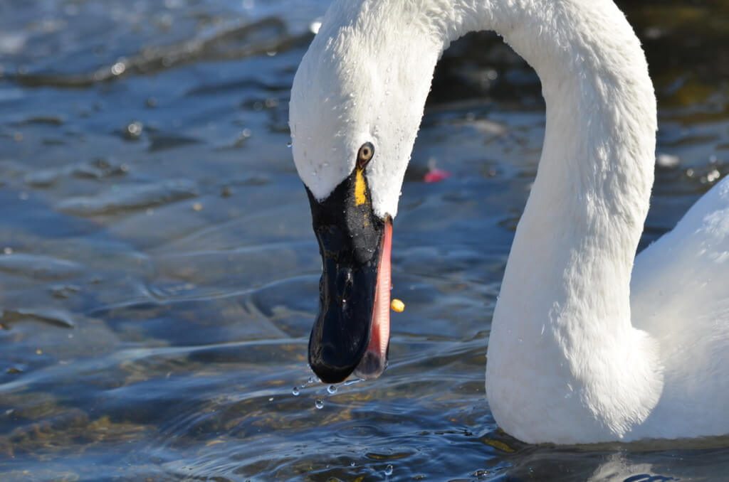 tundra swan, unwin bridge, toronto, 6