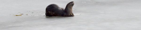 photograph of an otter on the ice, on a lake near Minden, Ontario, Canada.