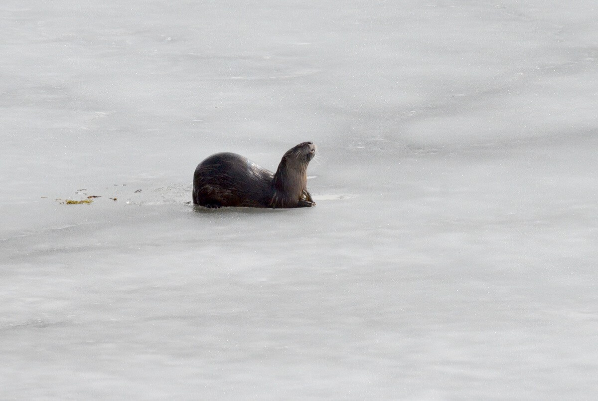 photograph of an otter on the ice, on a lake near Minden, Ontario, Canada.