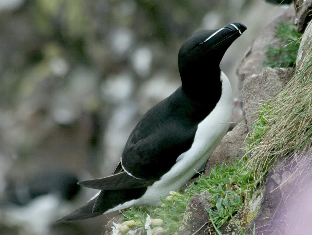 Image of a Razorbill auk on Carrick-a-Rede Island in Northern Ireland. Photography by Frame To Frame - Bob and Jean.