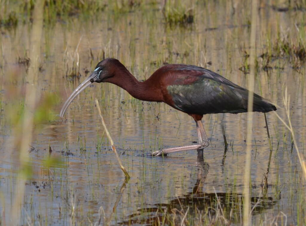 photograph of Glossy Ibis in a wetland in Whitby, Ontario, Canada.