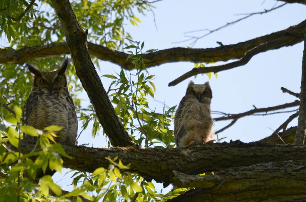 photograph of a Great Horned Owl and Owlet at Second Marsh in Oshawa, Ontario, Canada.