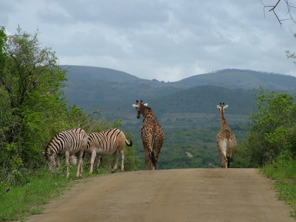 An image of Zebras and giraffe standing on a dirt road in South Africa. Photography by Frame To Frame - Bob and Jean.