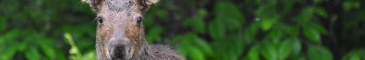 photograph of a baby moose in Algonquin Provincial Park, in Ontario