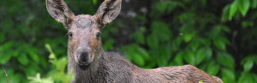 photograph of a baby moose in Algonquin Provincial Park, in Ontario