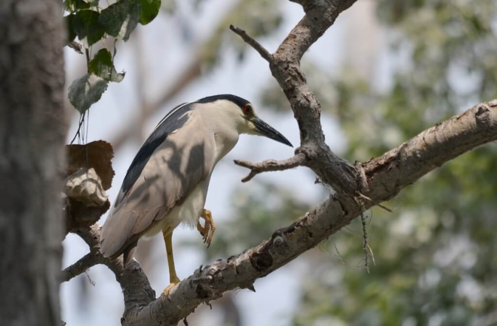 A Black-crowned Night Heron on a tree limb at Tommy Thompson Park in Toronto, Ontario, Canada