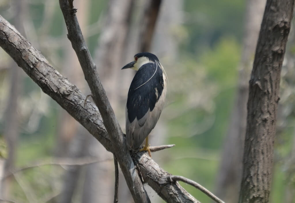A Black-crowned Night Heron sitting on a tree at Tommy Thompson Park in Toronto, Ontario, Canada