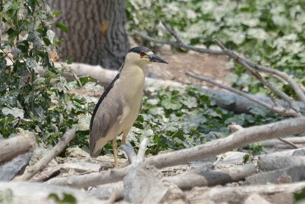 A Black-crowned Night Heron on the ground at Tommy Thompson Park in Toronto, Ontario, Canada