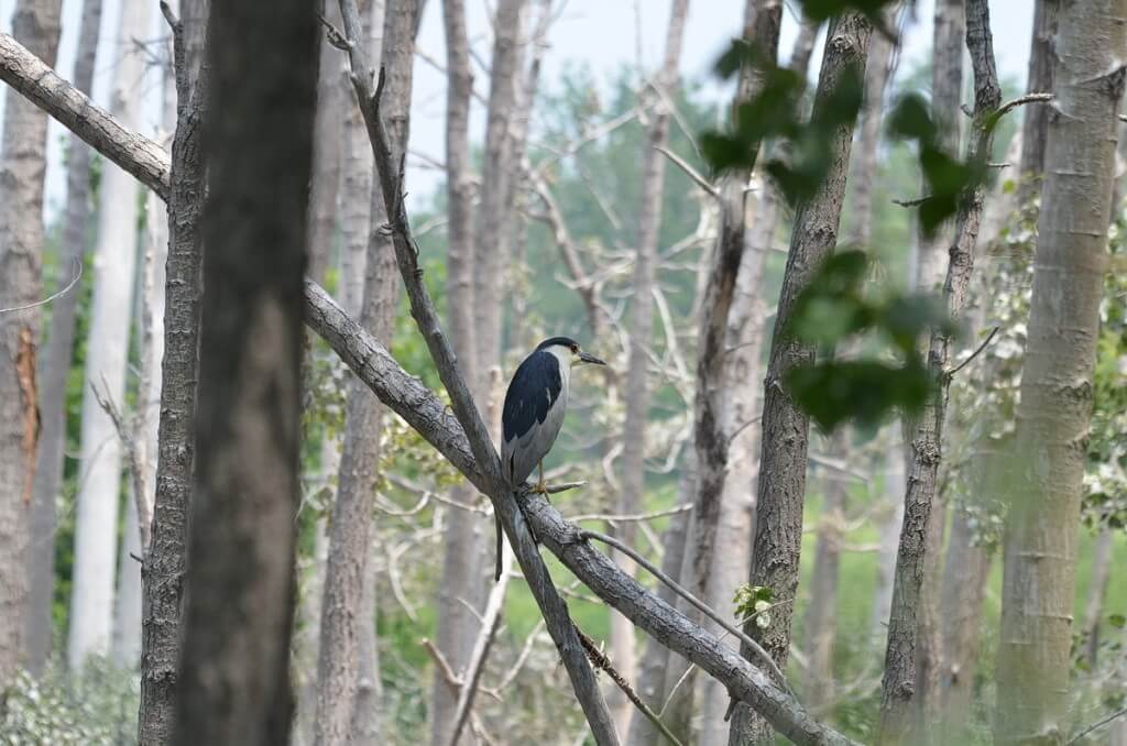 A Black-crowned Night Heron on a tree limb at Tommy Thompson Park in Toronto, Ontario, Canada