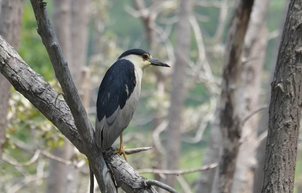 A Black-crowned Night Heron on a tree limb at Tommy Thompson Park in Toronto, Ontario, Canada