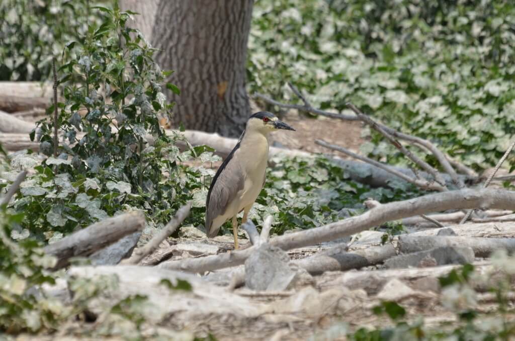 black-crowned night heron standing on the ground, tommy thompson park, toronto