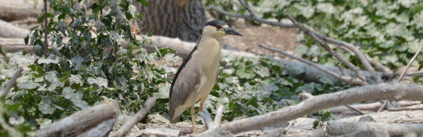 photograph of a black-crowned night heron sitting on a tree at Tommy Thompson Park, Toronto, Ontario