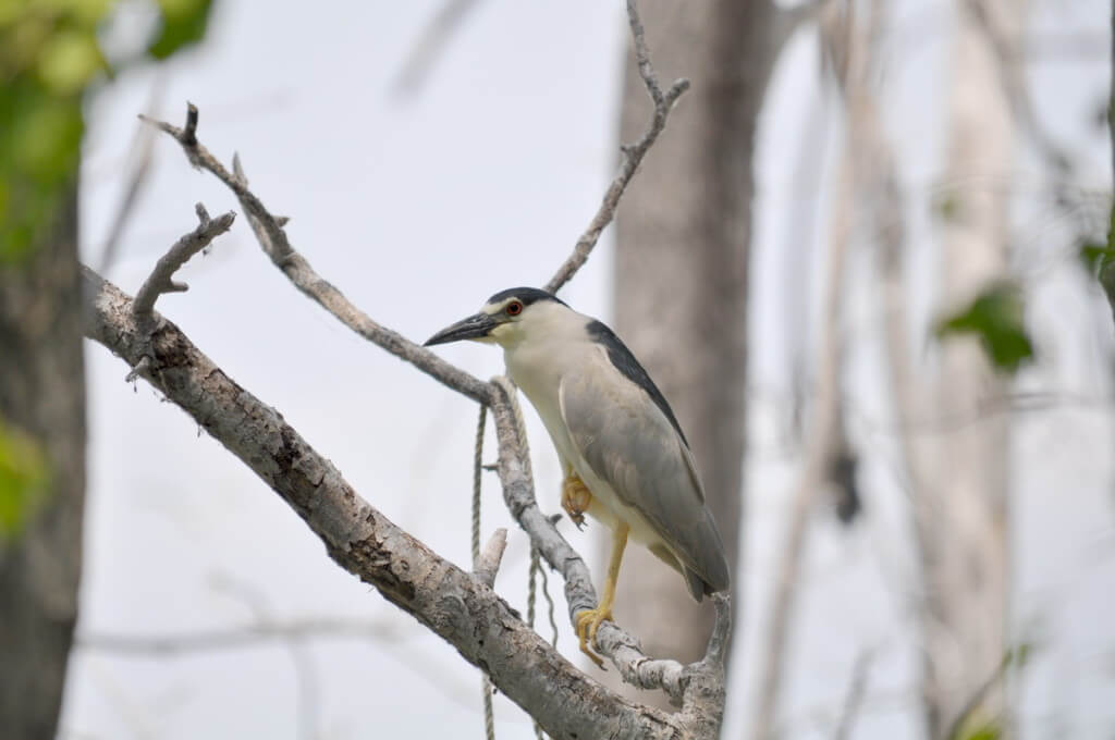 A Black-crowned Night Heron on a tree at Tommy Thompson Park in Toronto, Ontario, Canada