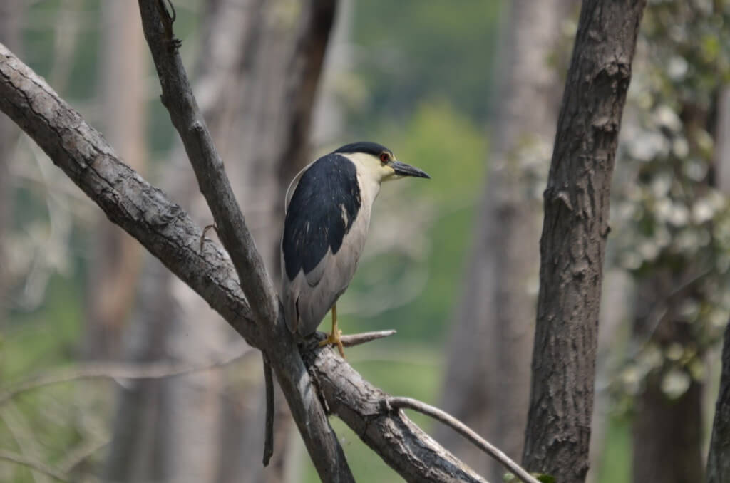 A Black-crowned Night Heron on a tree limb at Tommy Thompson Park in Toronto, Ontario, Canada