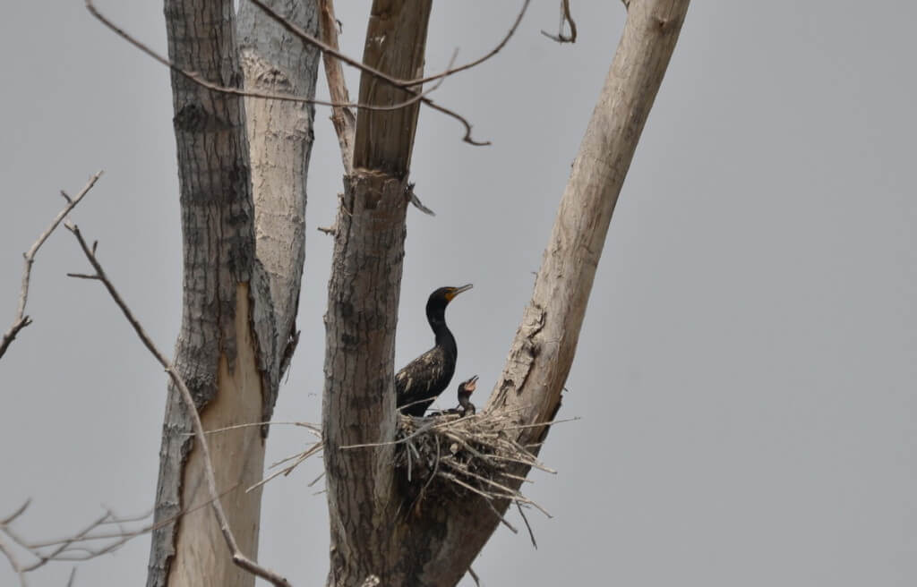 double-crested cormorant and baby at tommy thompson park, toronto, pic 5