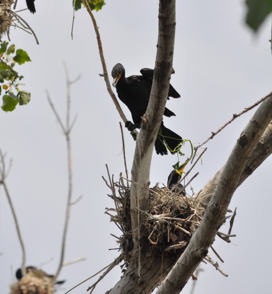 double-crested cormorant chick holds green plant in beak, tommy thompson park, toronto, pic 6