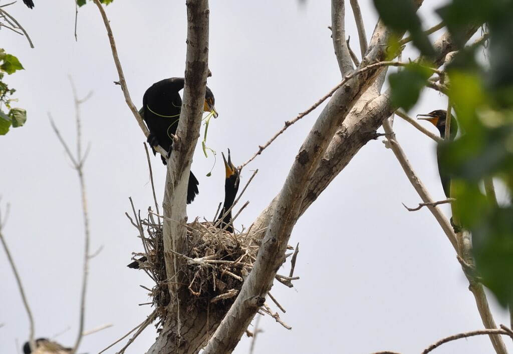 double-crested cormorant hand green plant to chick, tommy thompson park, toronto, pic 7