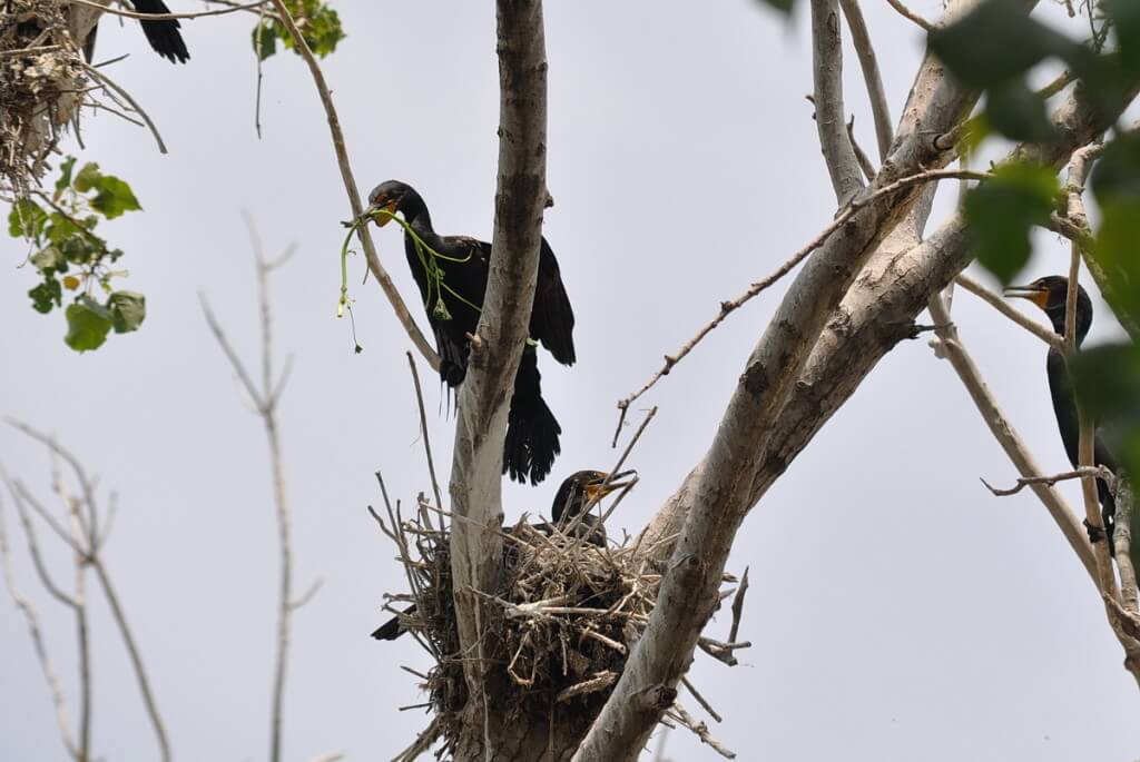 double-crested cormorant holds green plant in beak, tommy thompson park, toronto, pic 5